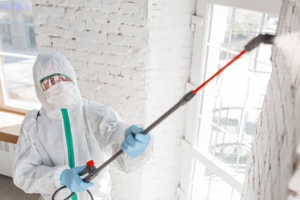 Best Mold Documentation for Insurance Claims  in Mountain Iron, MN