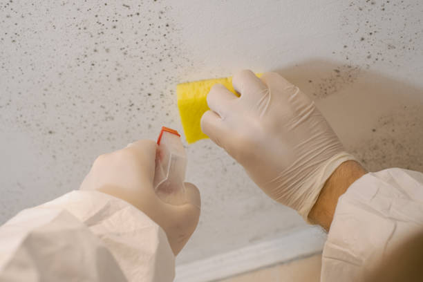 Best Comprehensive Air Testing for Mold Contaminants  in Mountain Iron, MN
