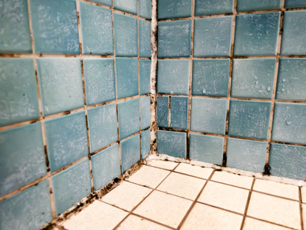 Best Mold Damage Restoration  in Mountain Iron, MN