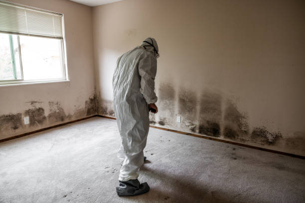 Best Emergency Mold Remediation  in Mountain Iron, MN