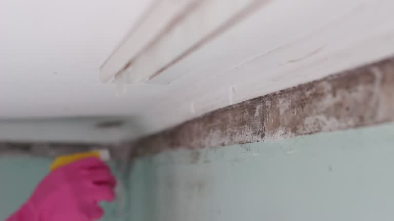 Trusted Mountain Iron, MN Mold Removal Experts